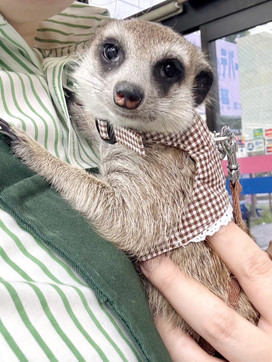 ミーアキャット 女の子 🇹🇭🩷🐾 ミーアキャット