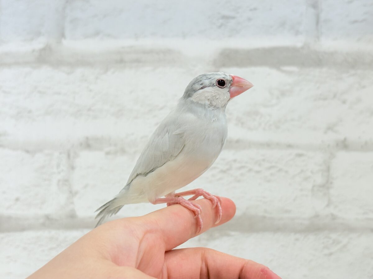 シルバー文鳥