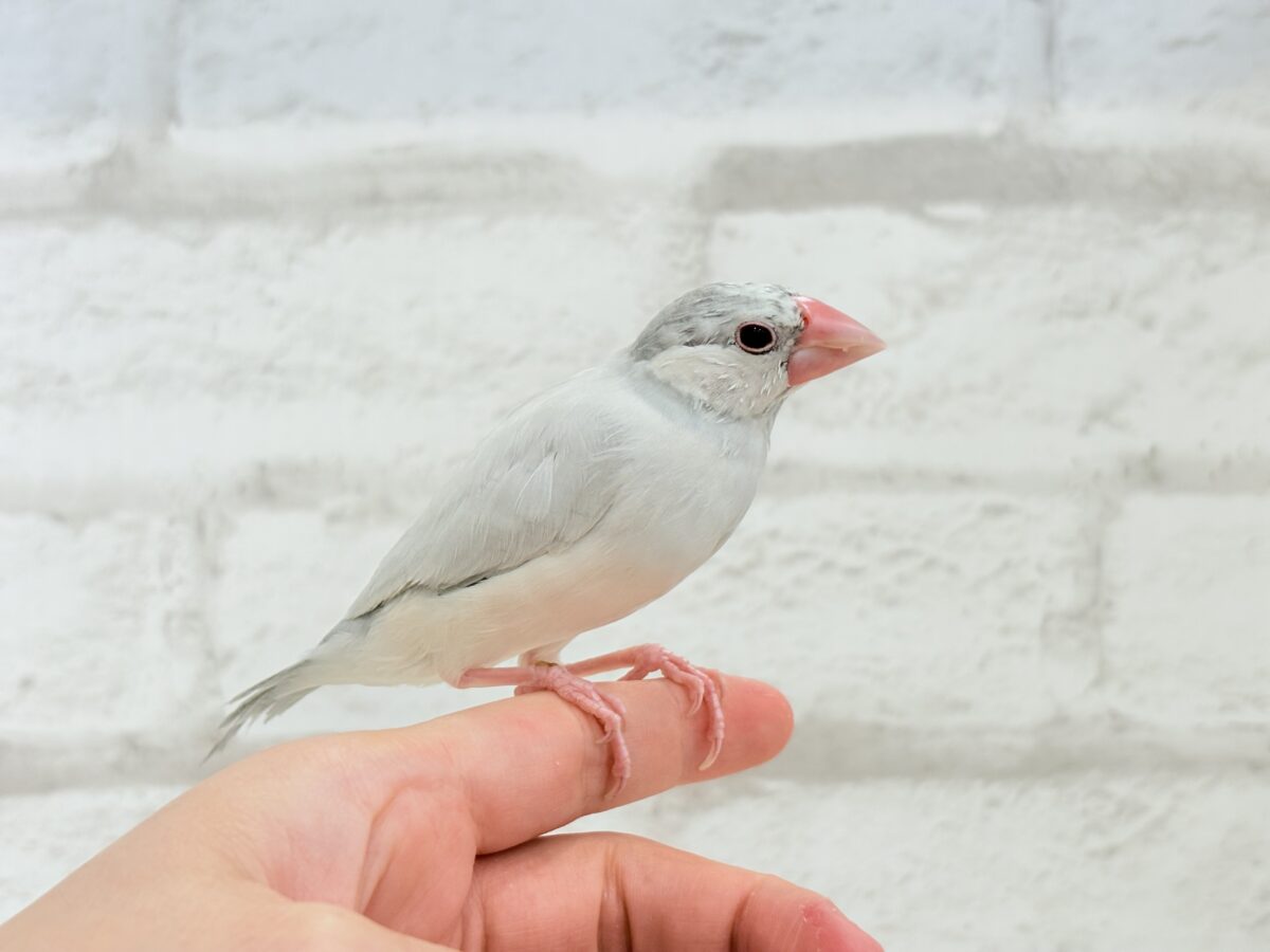 シルバー文鳥