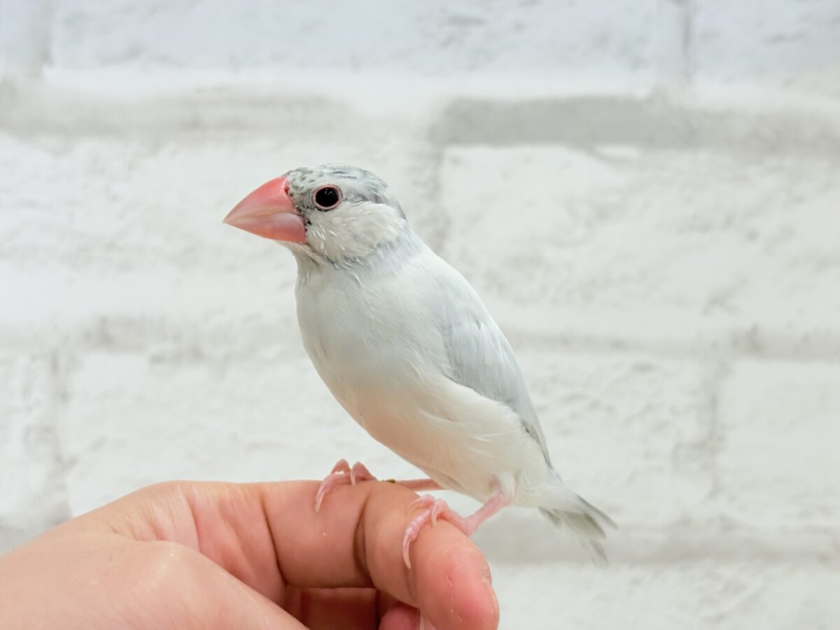 シルバー文鳥