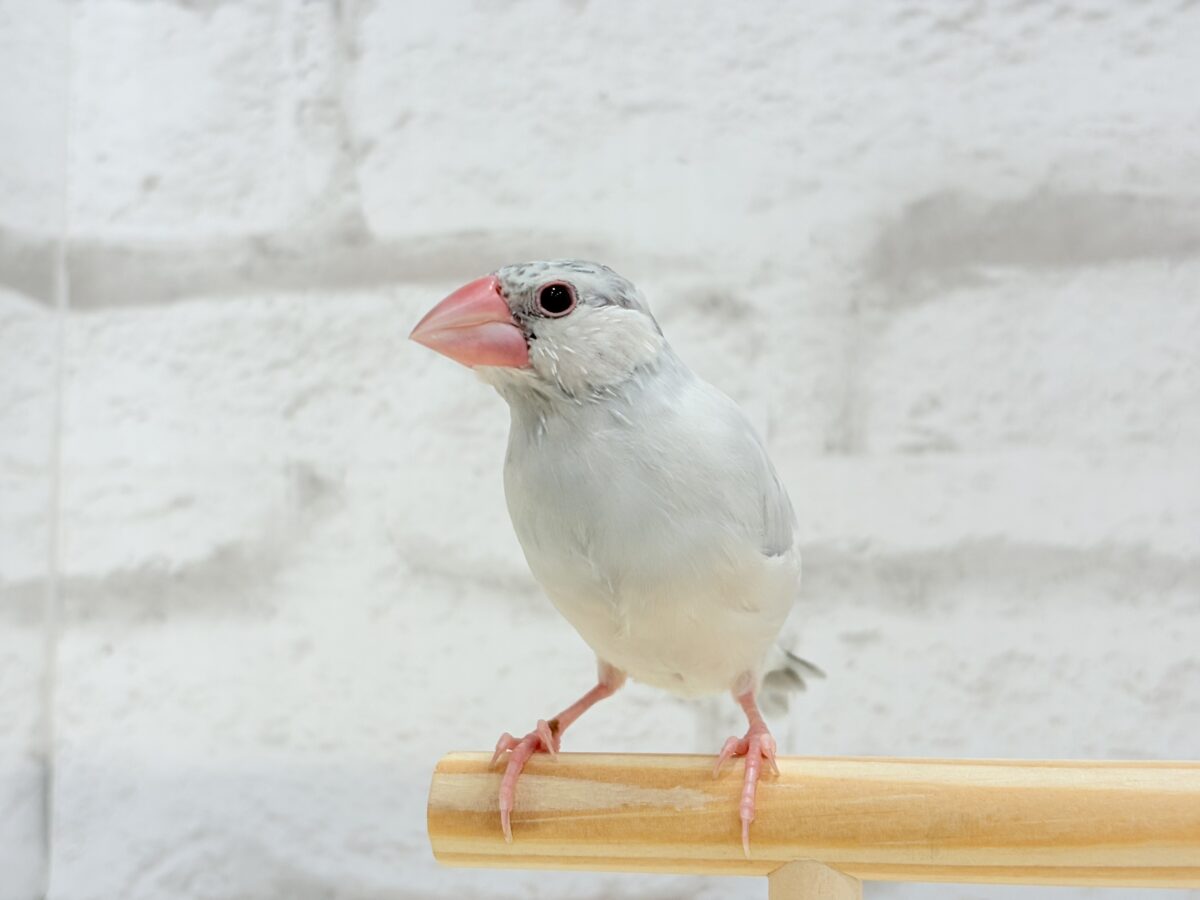 シルバー文鳥