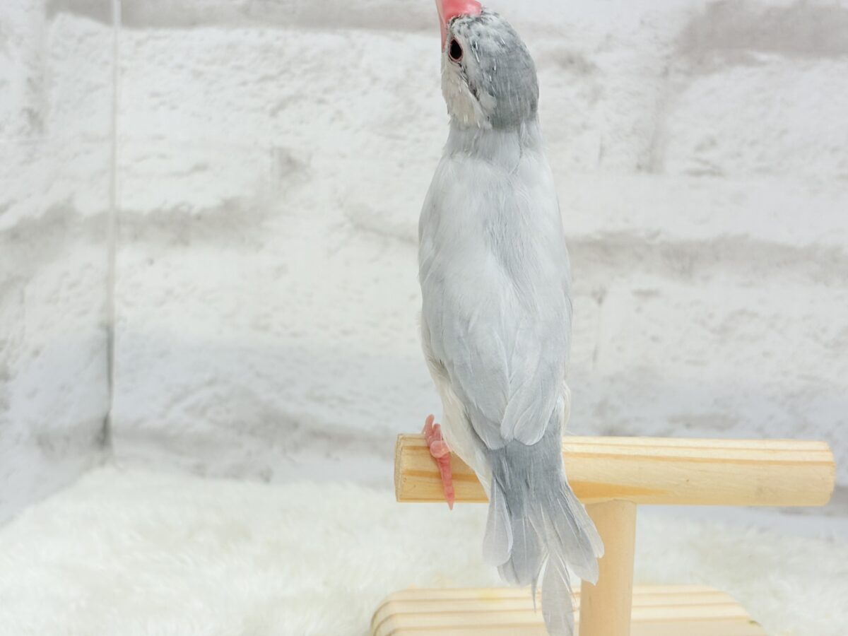 シルバー文鳥