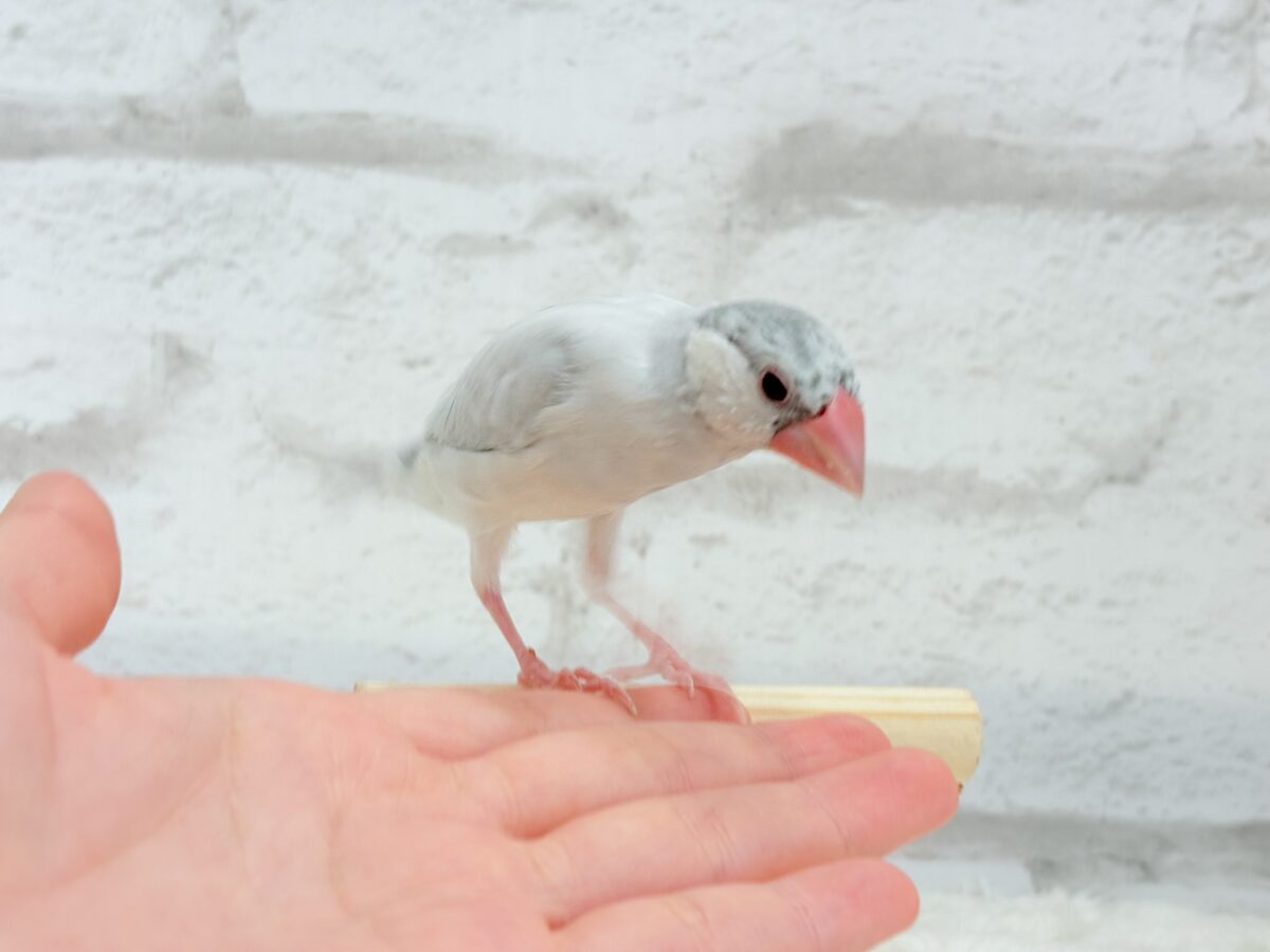 シルバー文鳥