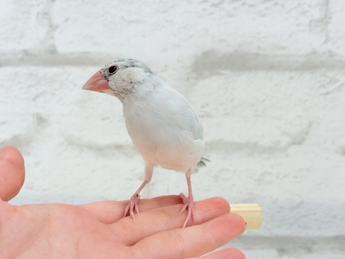 シルバー文鳥