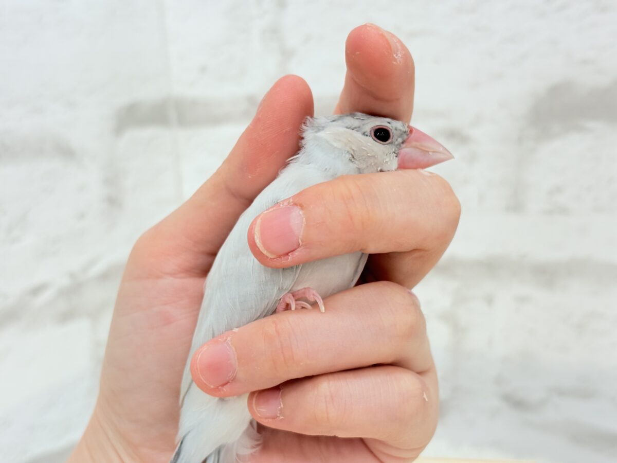 シルバー文鳥
