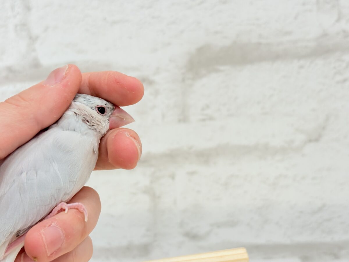 シルバー文鳥