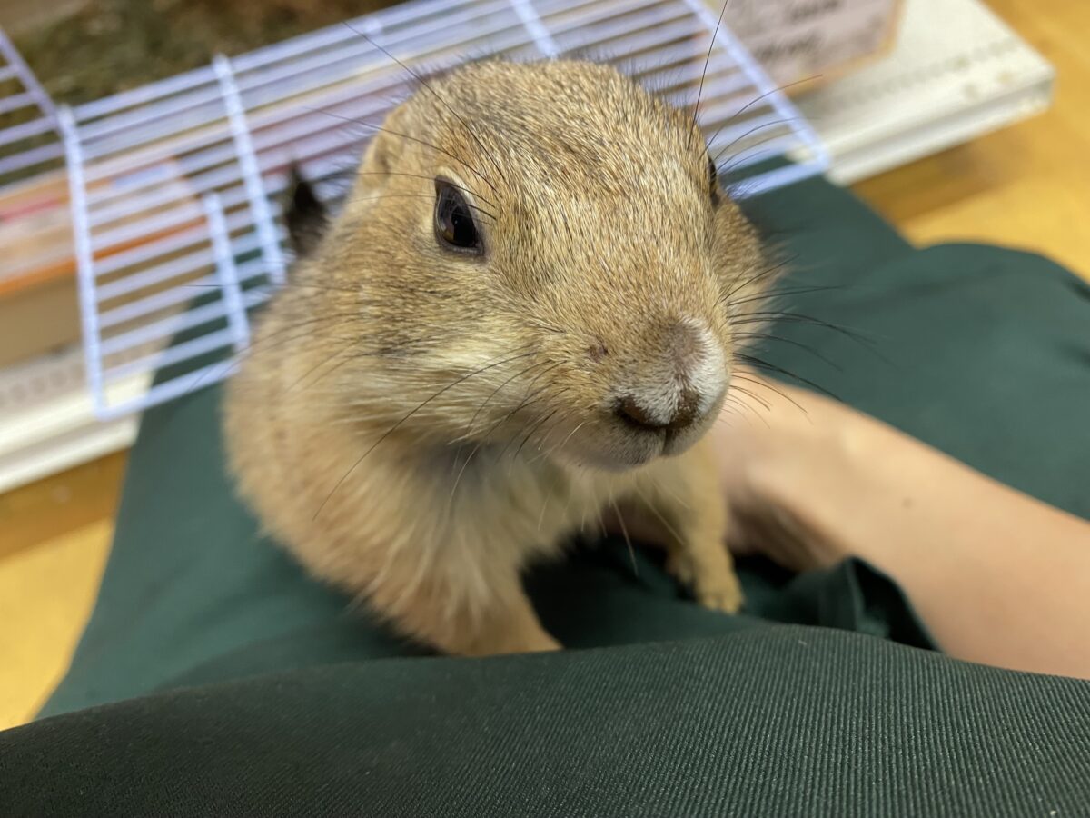 プレーリードッグ