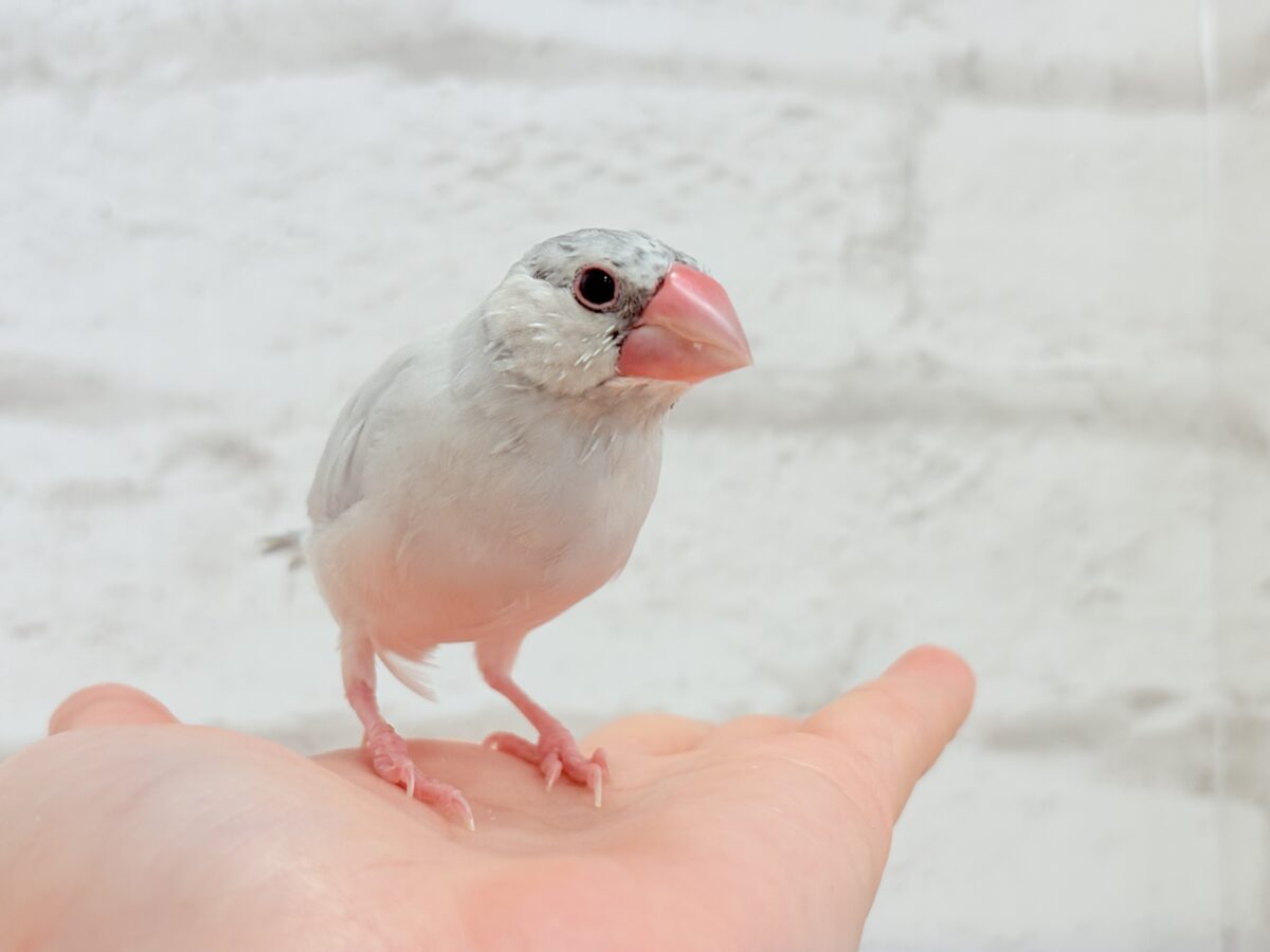 シルバー文鳥