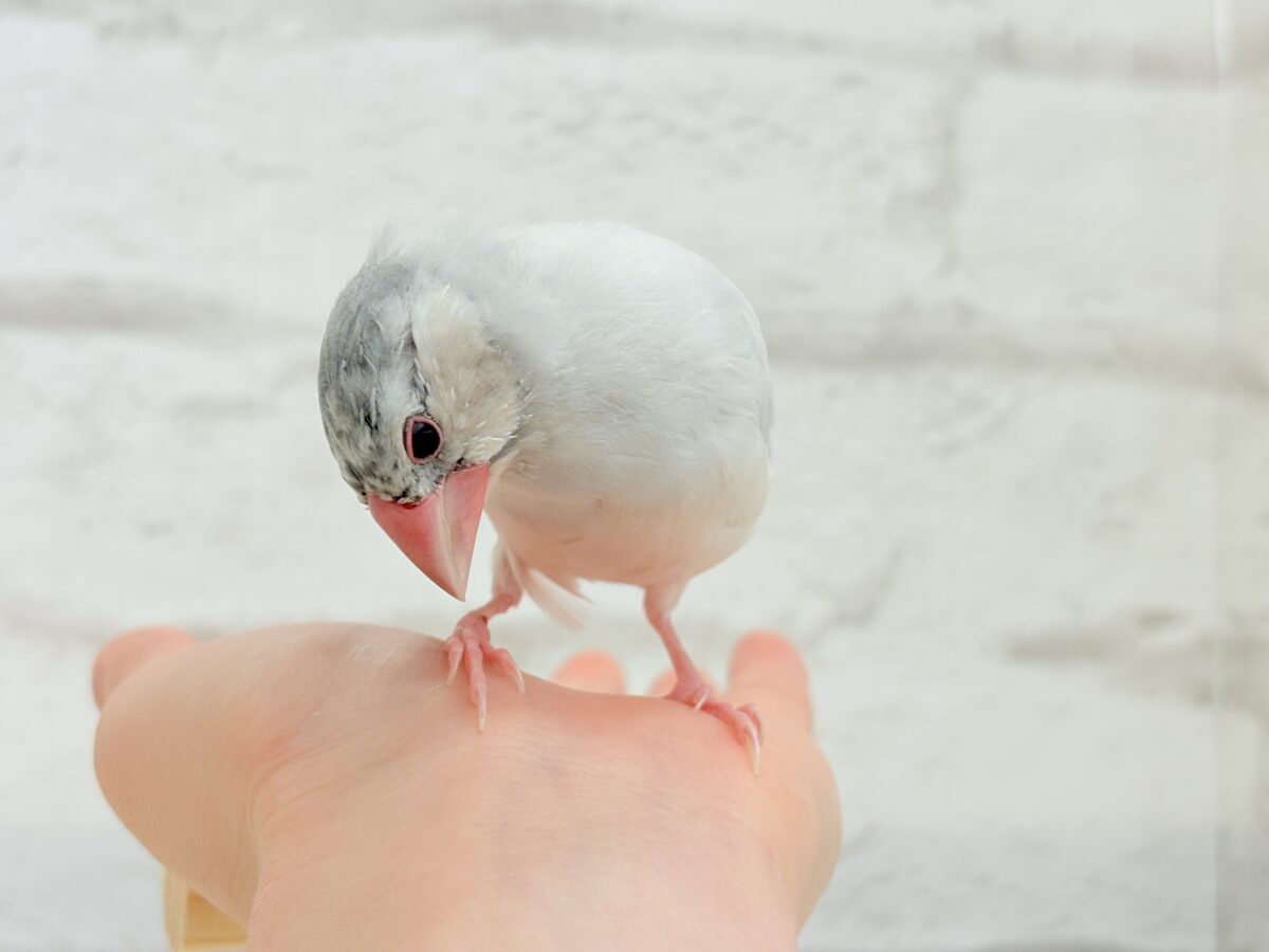 シルバー文鳥