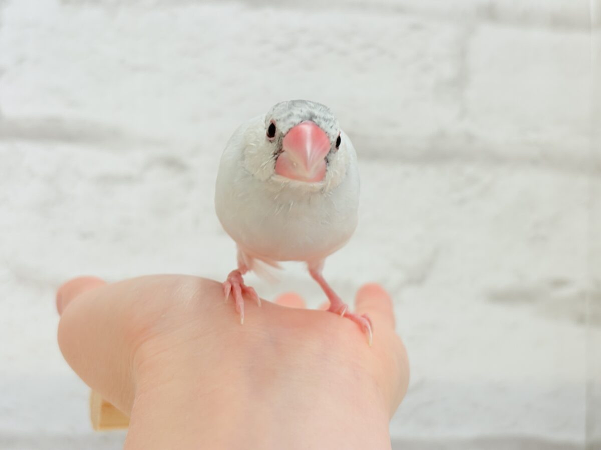シルバー文鳥