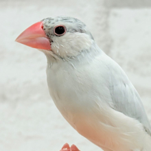 【最新画像更新🪄ひとり餌になりました‪☆】高級感ある羽色が魅力🐣🩶シルバー文鳥 ヒナ