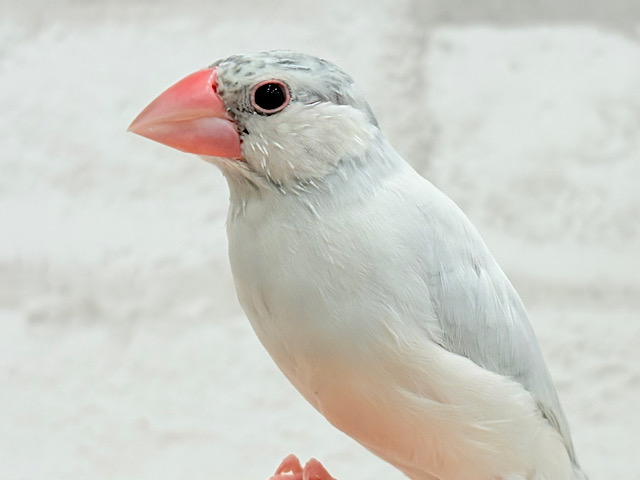【最新画像更新🪄ひとり餌になりました‪☆】高級感ある羽色が魅力🐣🩶シルバー文鳥 ヒナ