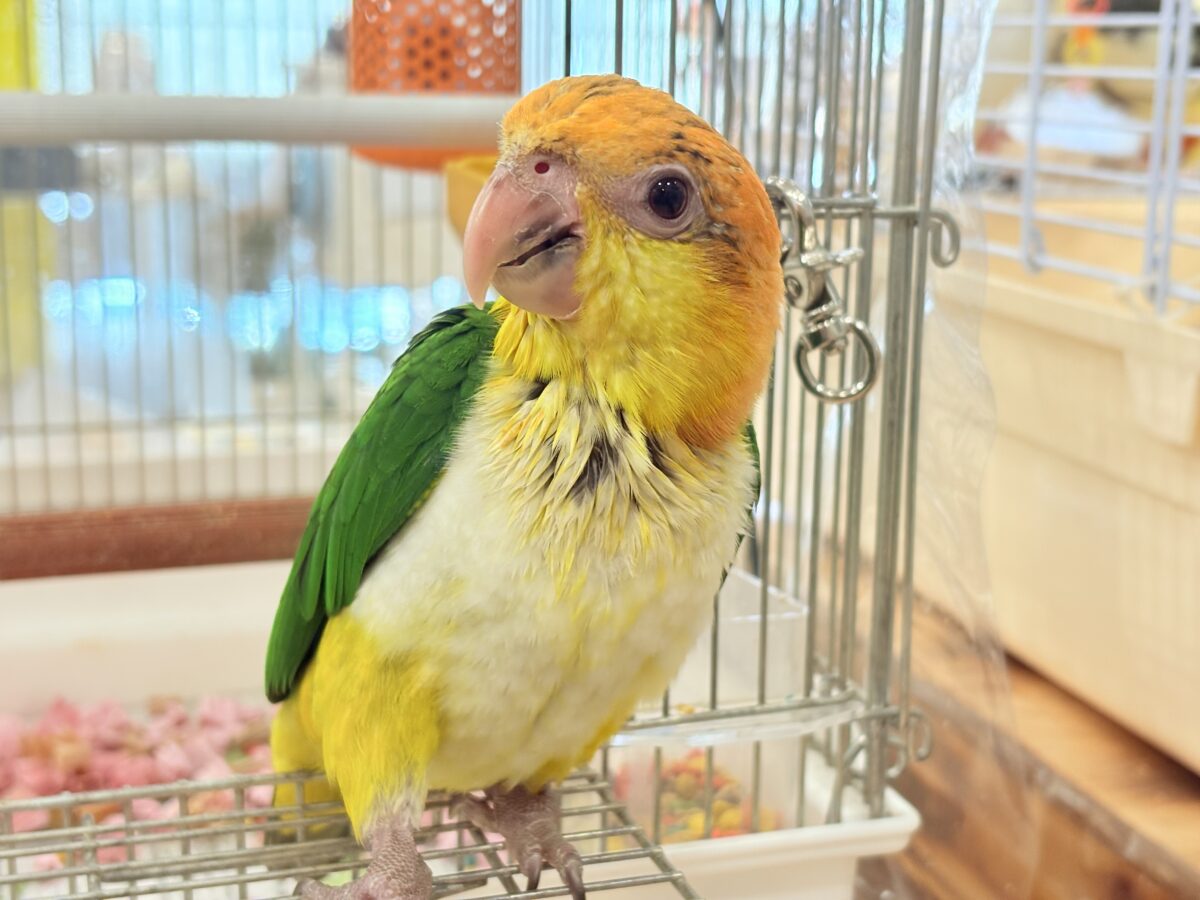 【最新画像更新🪄もうすぐひとり餌☆】元気印🪅みかん頭の甘えんぼ🍊💖シロハラインコ ヒナ シロハラインコ