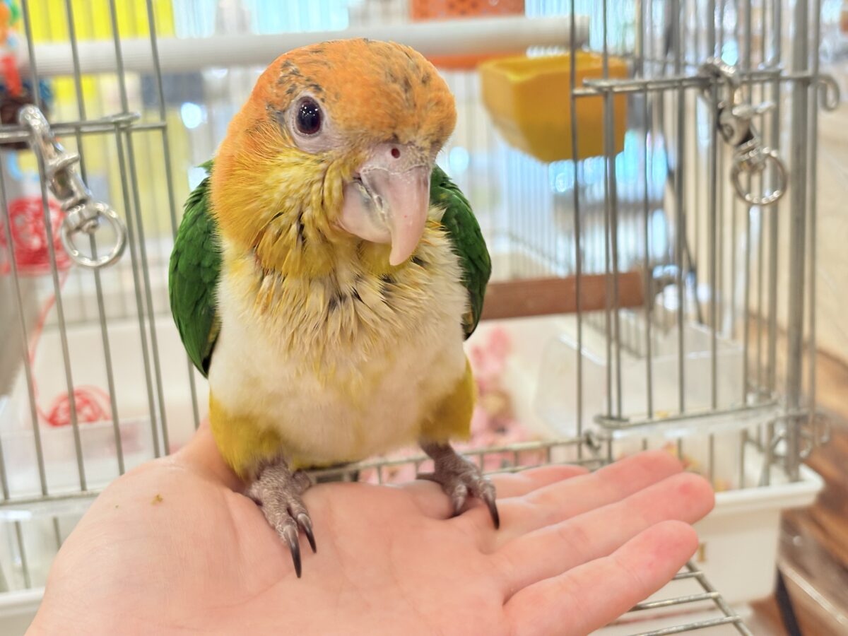 【最新画像更新🪄もうすぐひとり餌☆】元気印🪅みかん頭の甘えんぼ🍊💖シロハラインコ ヒナ シロハラインコ