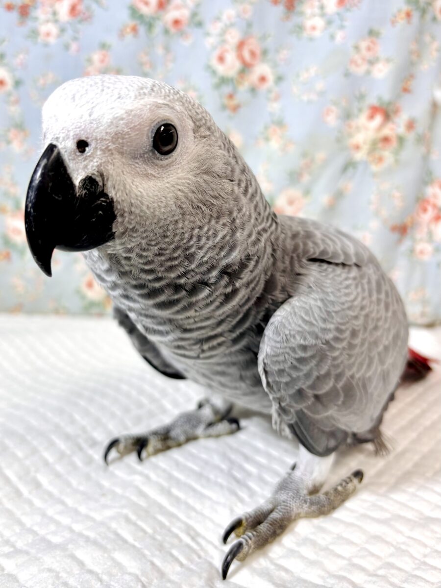 ヨウム