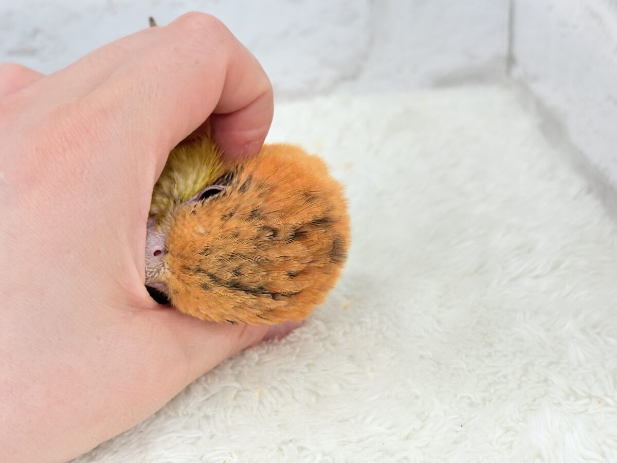 【最新画像更新🪄もうすぐひとり餌☆】元気印🪅みかん頭の甘えんぼ🍊💖シロハラインコ ヒナ シロハラインコ