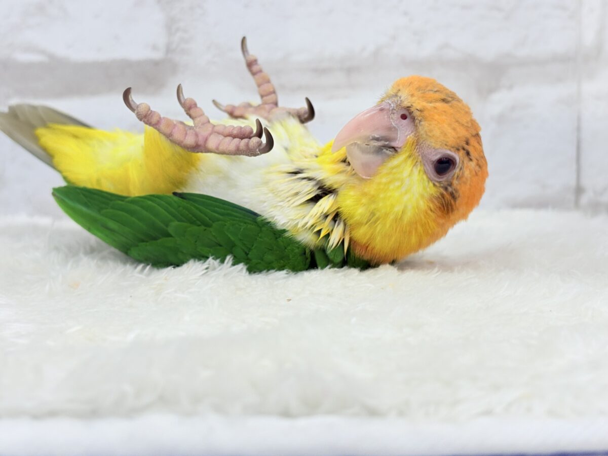【最新画像更新🪄もうすぐひとり餌☆】元気印🪅みかん頭の甘えんぼ🍊💖シロハラインコ ヒナ シロハラインコ