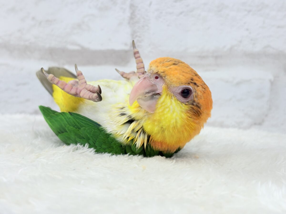 【最新画像更新🪄もうすぐひとり餌☆】元気印🪅みかん頭の甘えんぼ🍊💖シロハラインコ ヒナ シロハラインコ