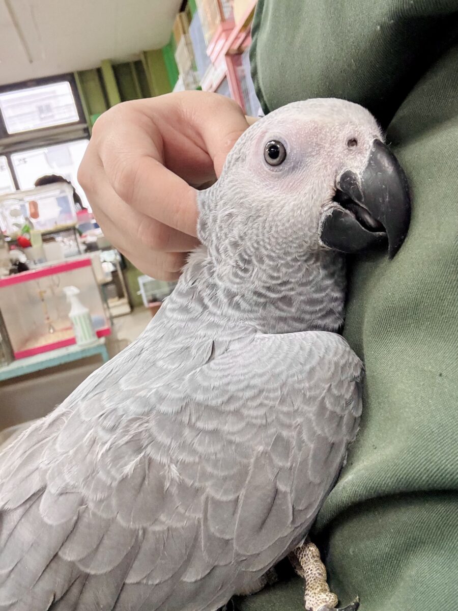 甘えん坊〜ヨウム 🩶🦜☆*。❤️ ヨウム