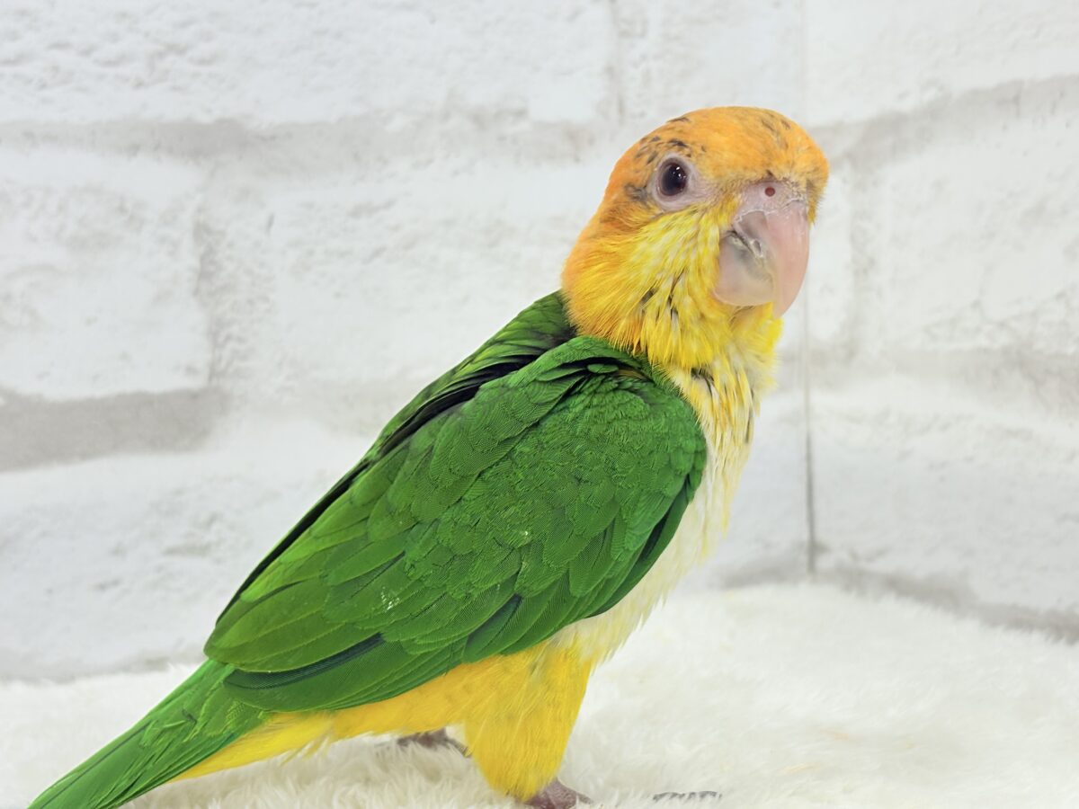 【最新画像更新🪄もうすぐひとり餌☆】元気印🪅みかん頭の甘えんぼ🍊💖シロハラインコ ヒナ シロハラインコ
