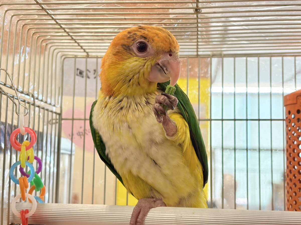 【最新画像更新🪄もうすぐひとり餌☆】元気印🪅みかん頭の甘えんぼ🍊💖シロハラインコ ヒナ シロハラインコ
