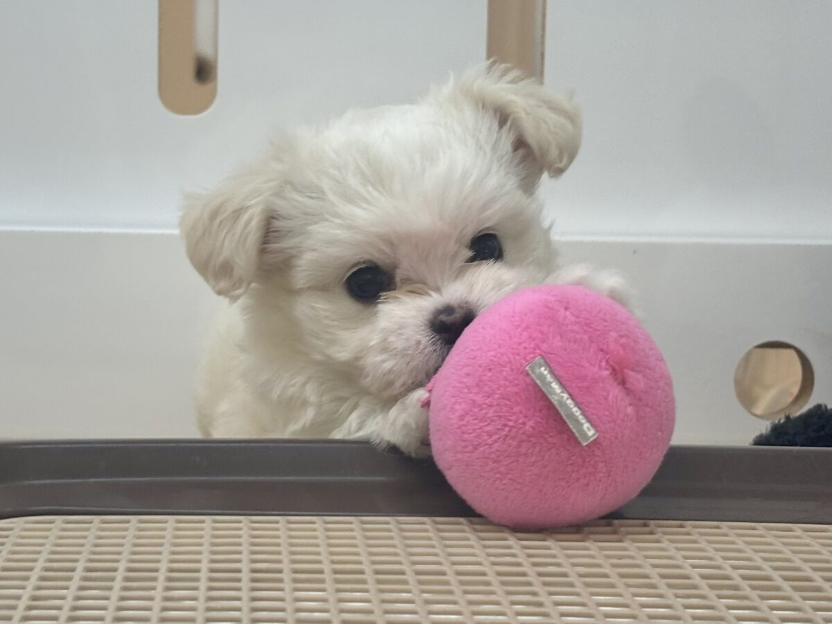 チワマル（マルチワ）
