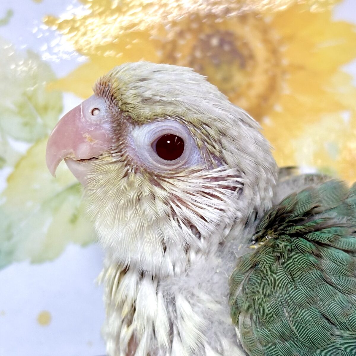 ウロコインコ シナモンブルーファロー 🌿🫖🍒✨ ホオミドリウロコインコ