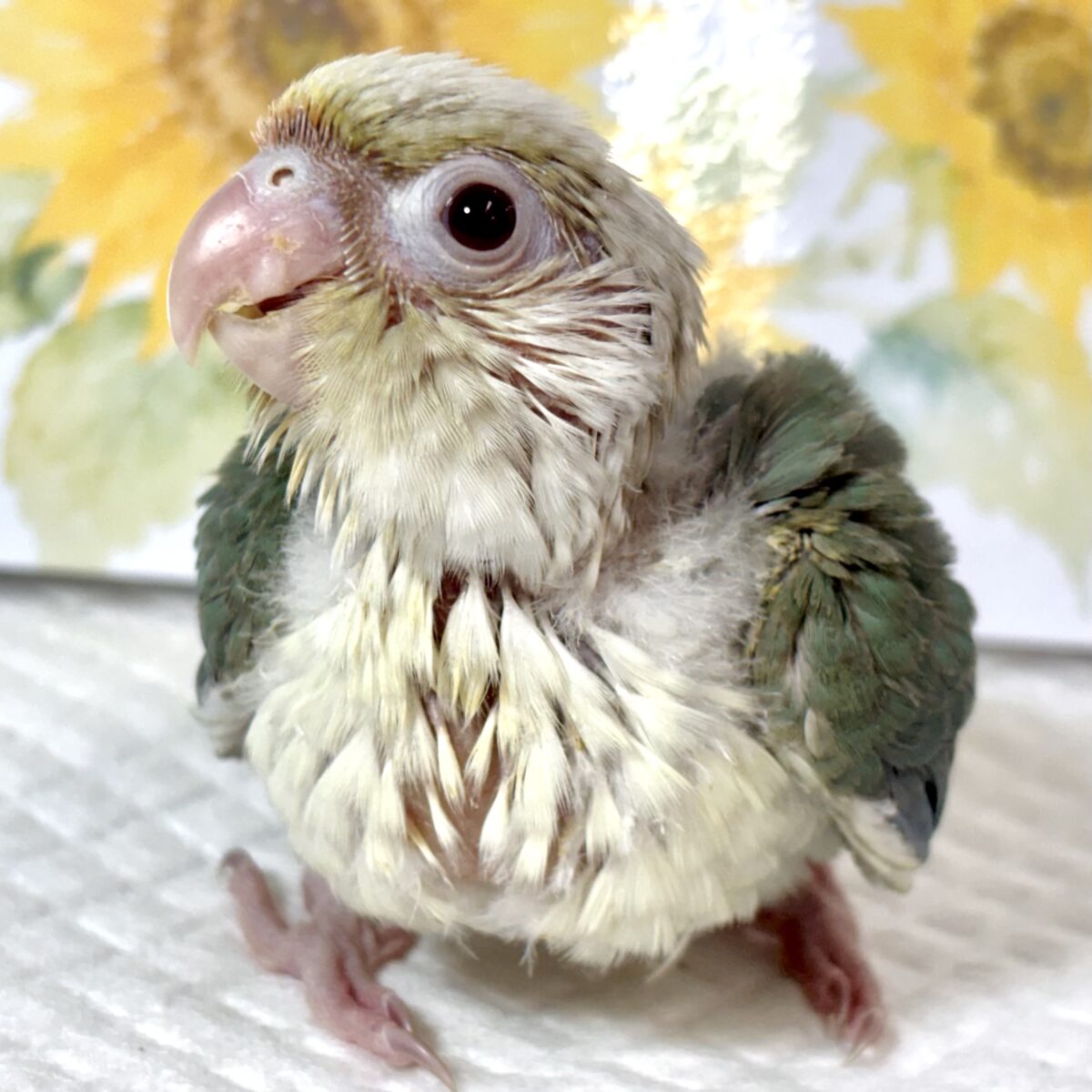 ホオミドリウロコインコ