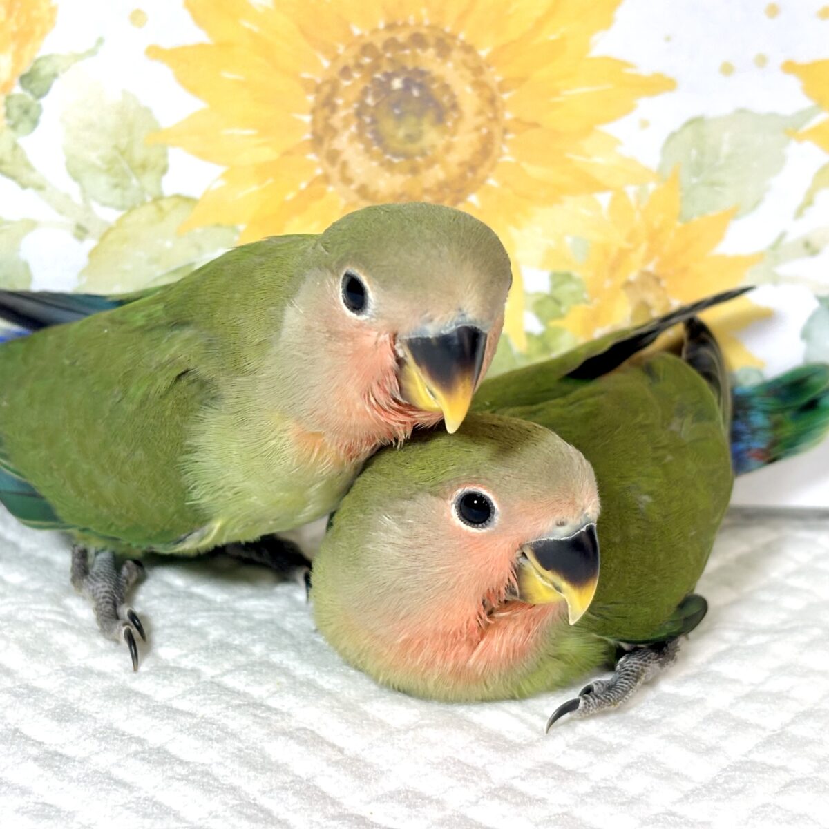 コザクラインコ ノーマル  ２羽   🌸‪💚💙️🩵✨