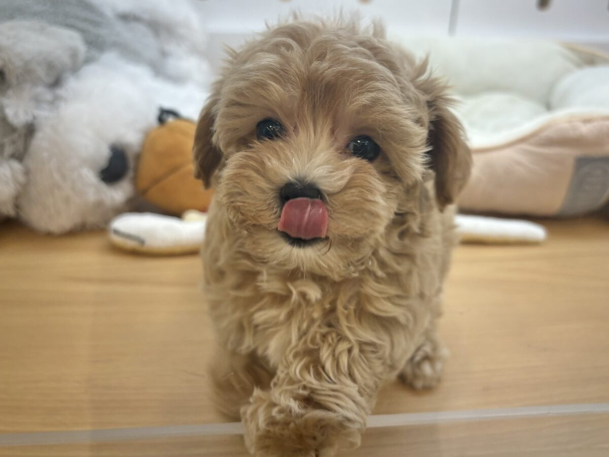 マルプー