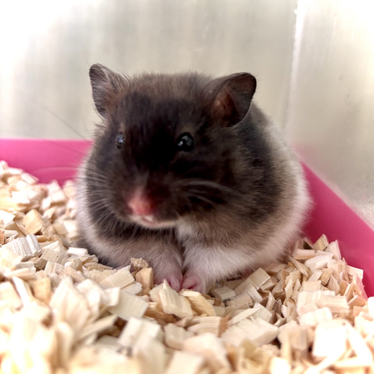 🐹 トリコロールハムスター 女の子 🤎🤍🐹 ゴールデンハムスター