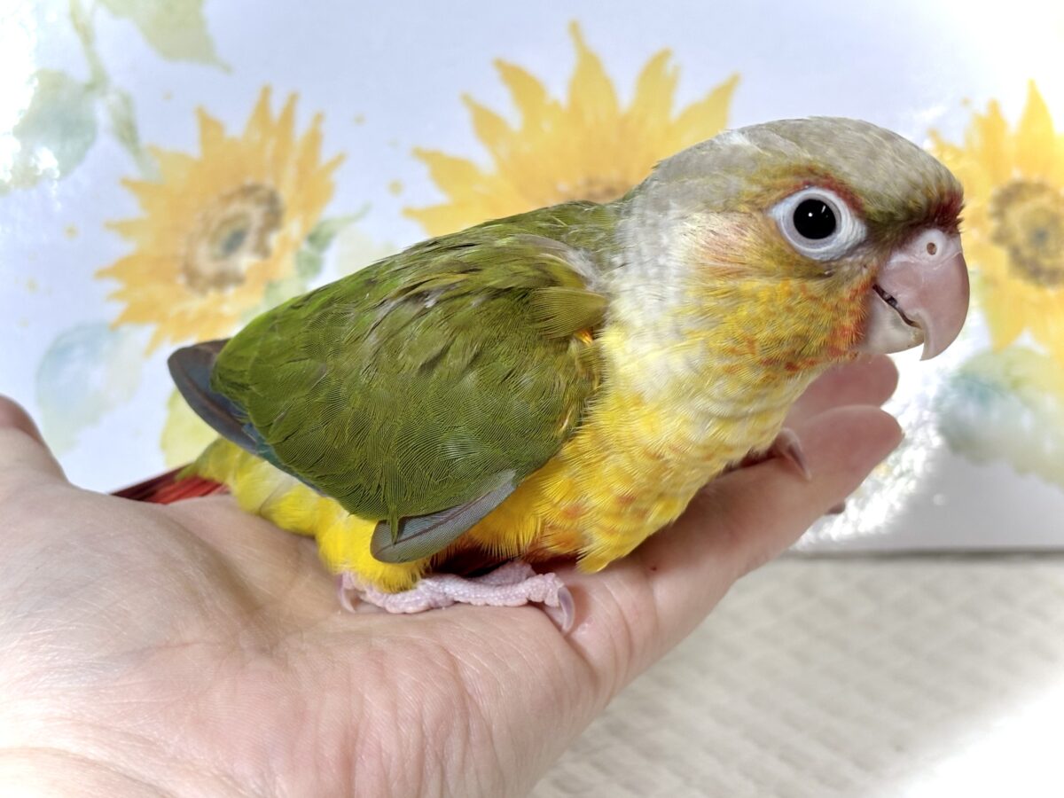 アカオウロコインコ