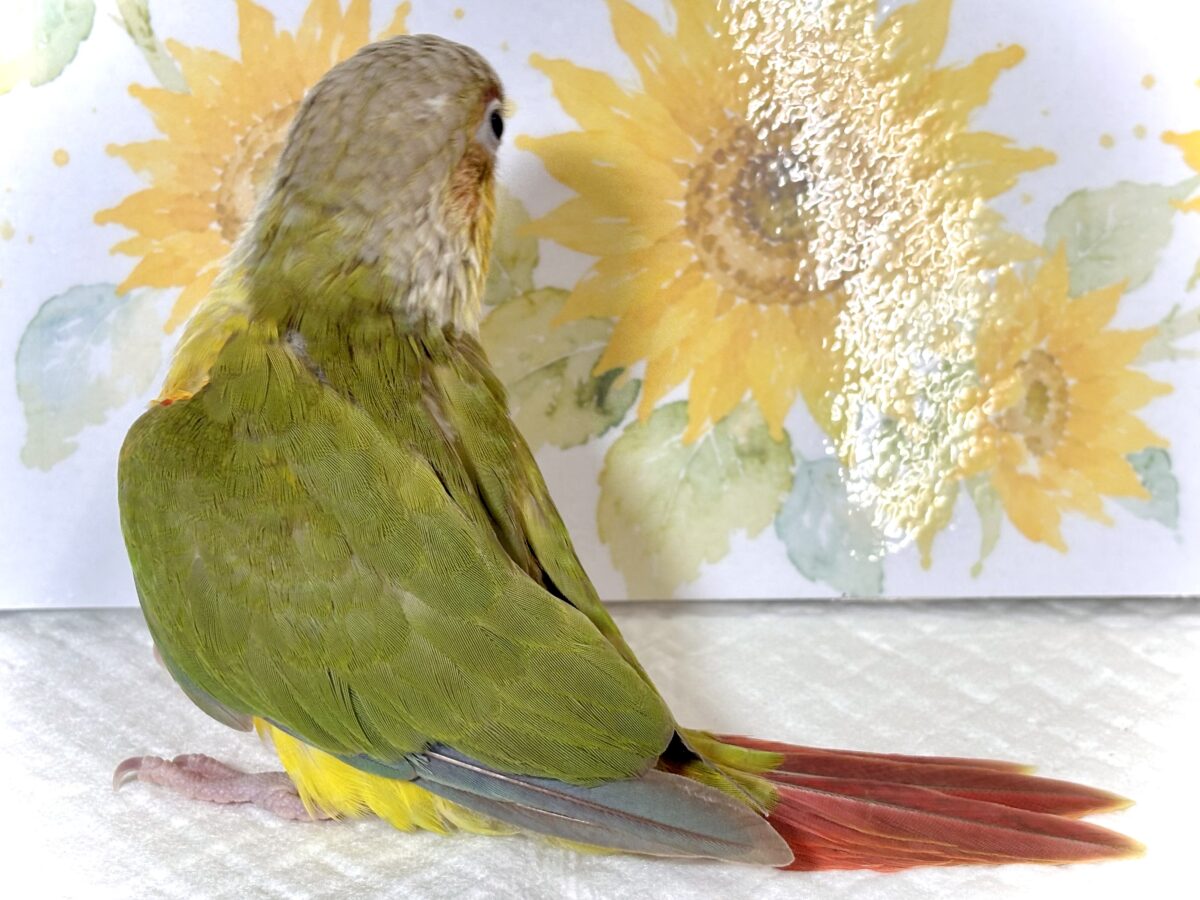 アカオウロコインコ