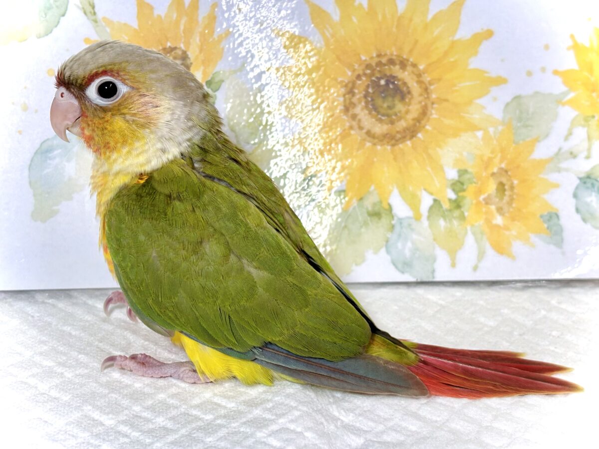 アカオウロコインコ