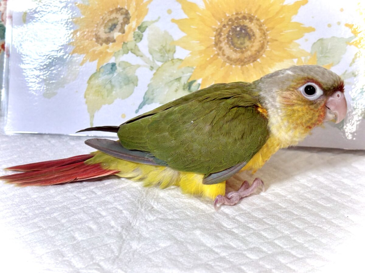 アカオウロコインコ