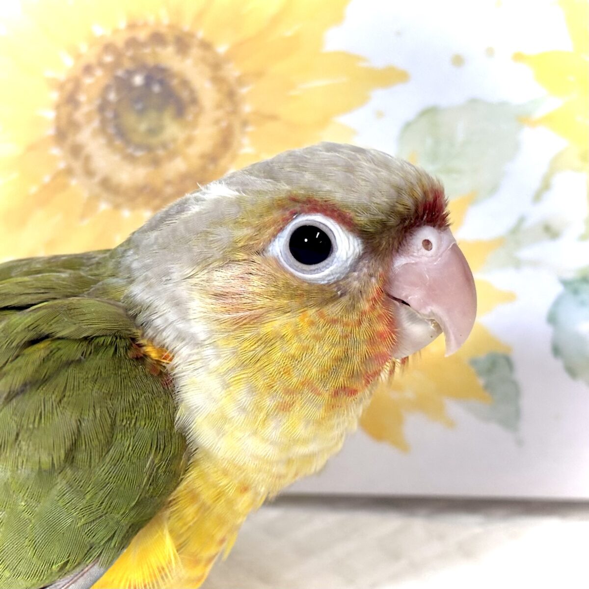 アカオウロコインコ