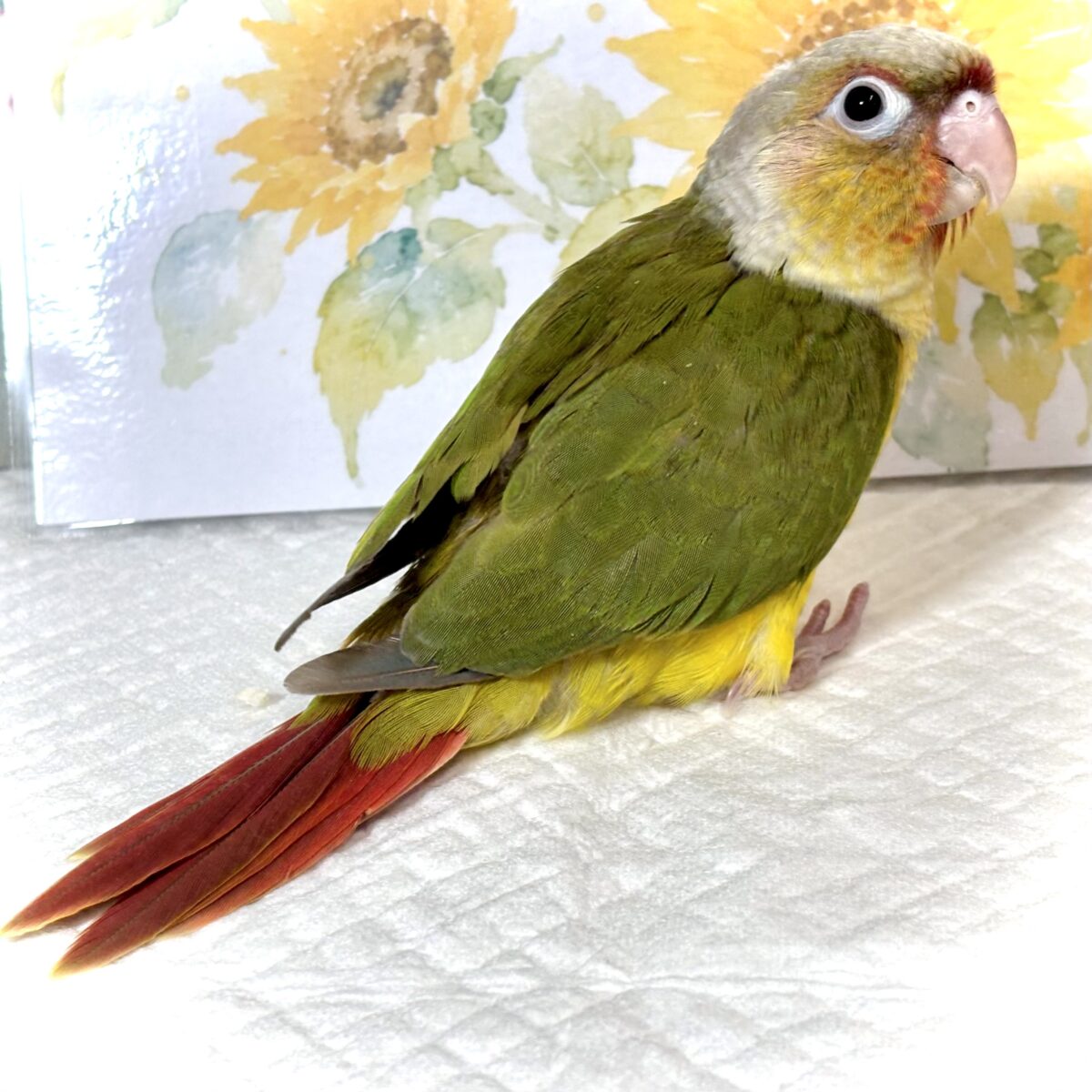 アカオウロコインコ