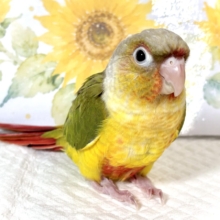 🦜 ウロコインコ パイナップル 🌿🍍