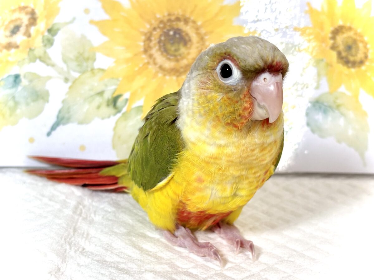 🦜 ウロコインコ パイナップル 🌿🍍