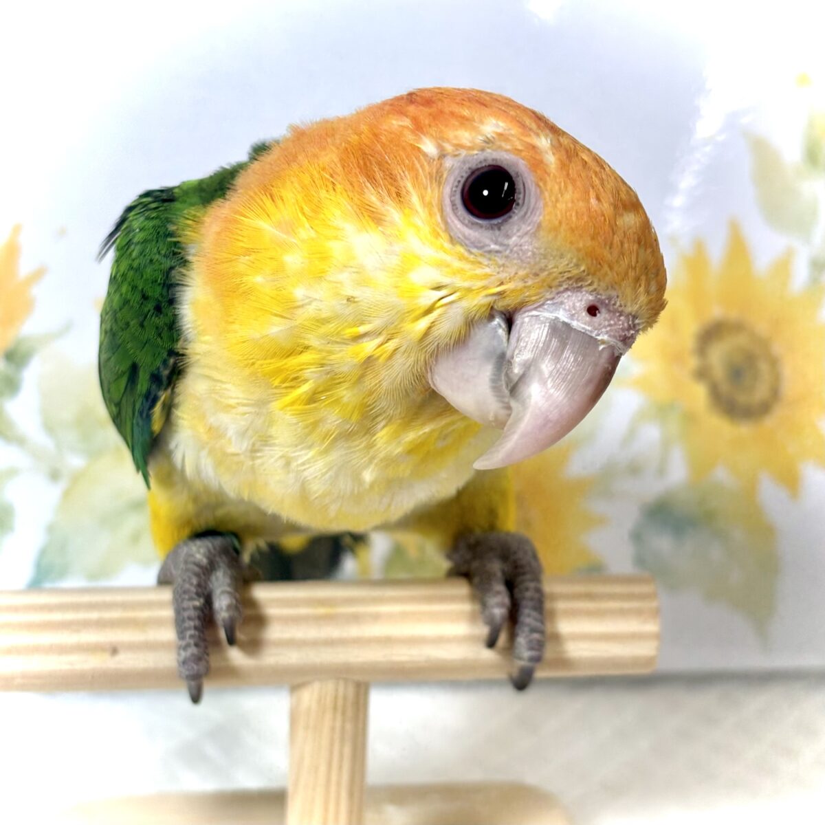 🦜 シロハラインコ 女の子 🤍🧡 シロハラインコ