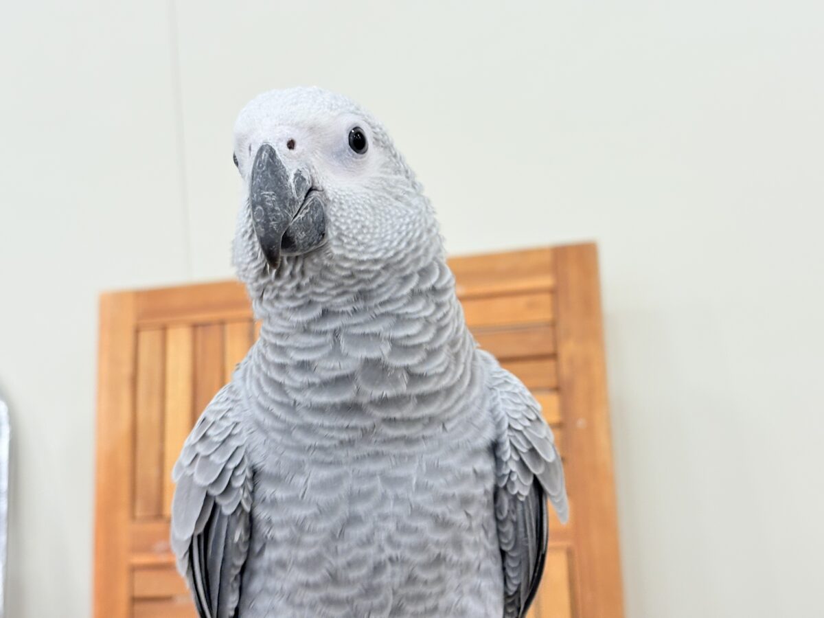 【動画更新🪄】甘々ちゃんにメロメロになる準備出来てますか?💝ヨウム(女の子) ヨウム