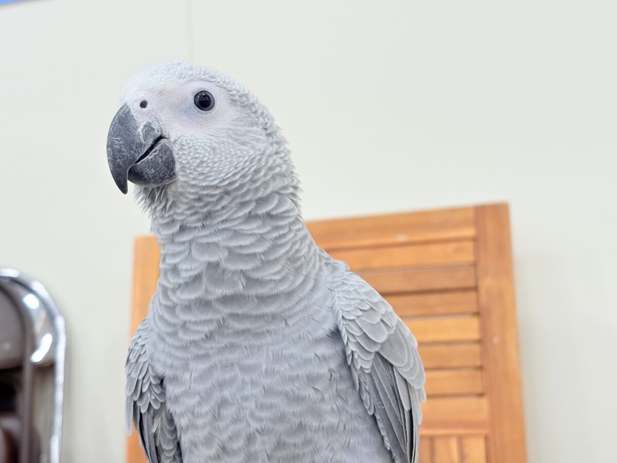 【動画更新🪄】甘々ちゃんにメロメロになる準備出来てますか?💝ヨウム(女の子) ヨウム