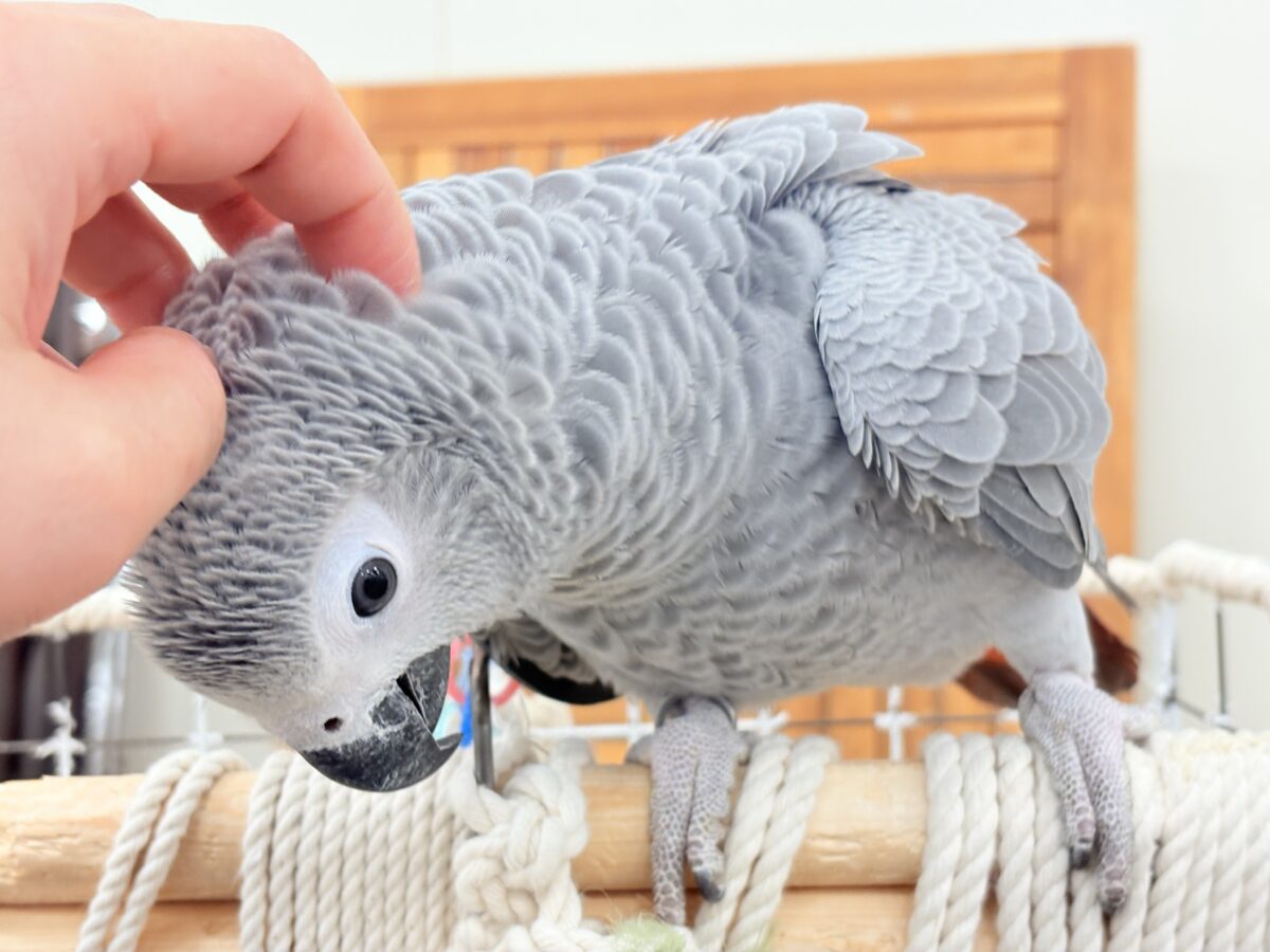 【動画更新🪄】甘々ちゃんにメロメロになる準備出来てますか?💝ヨウム(女の子) ヨウム