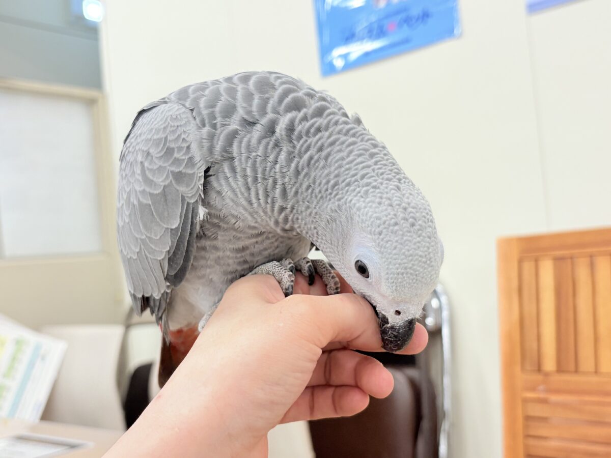 【動画更新🪄】甘々ちゃんにメロメロになる準備出来てますか?💝ヨウム(女の子) ヨウム