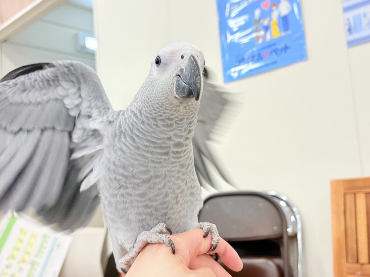 【動画更新🪄】甘々ちゃんにメロメロになる準備出来てますか?💝ヨウム(女の子) ヨウム
