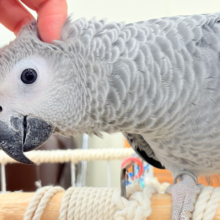 【動画更新🪄】甘々ちゃんにメロメロになる準備出来てますか？💝ヨウム(女の子)