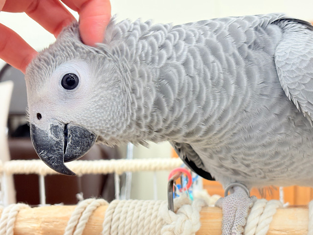 【動画更新🪄】甘々ちゃんにメロメロになる準備出来てますか？💝ヨウム(女の子)