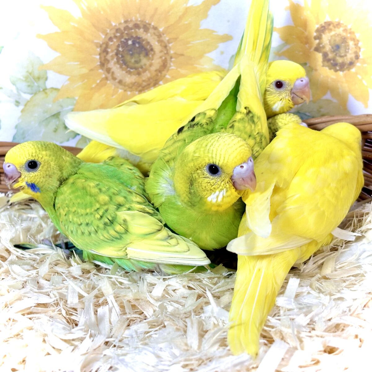 🌿 盛夏に舞い降りた、セキセイインコちゃんず3羽🐣🐣🐣 セキセイインコ