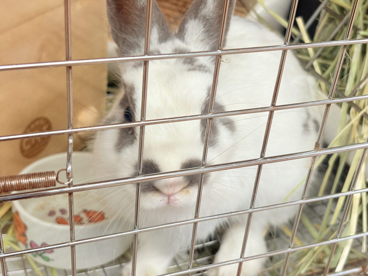 【最新画像更新🪄︎︎✨】むちむち豆大福ちゃん🐰🫘ネザーランドドワーフ(チャーリー) 男の子 ネザーランドドワーフ