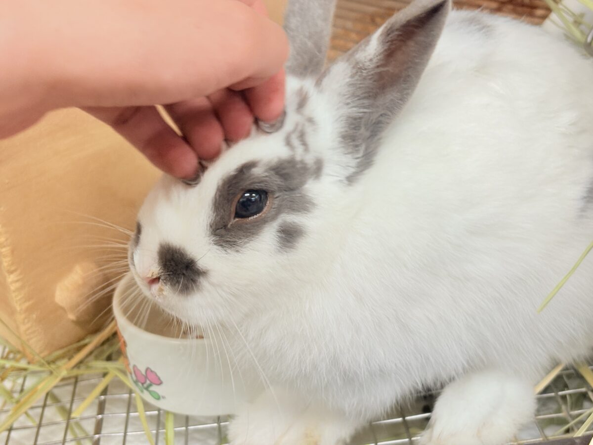 【最新画像更新🪄︎︎✨】むちむち豆大福ちゃん🐰🫘ネザーランドドワーフ(チャーリー) 男の子 ネザーランドドワーフ